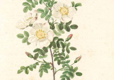 Rosa Pimpinellifolia Mariaeburgensis